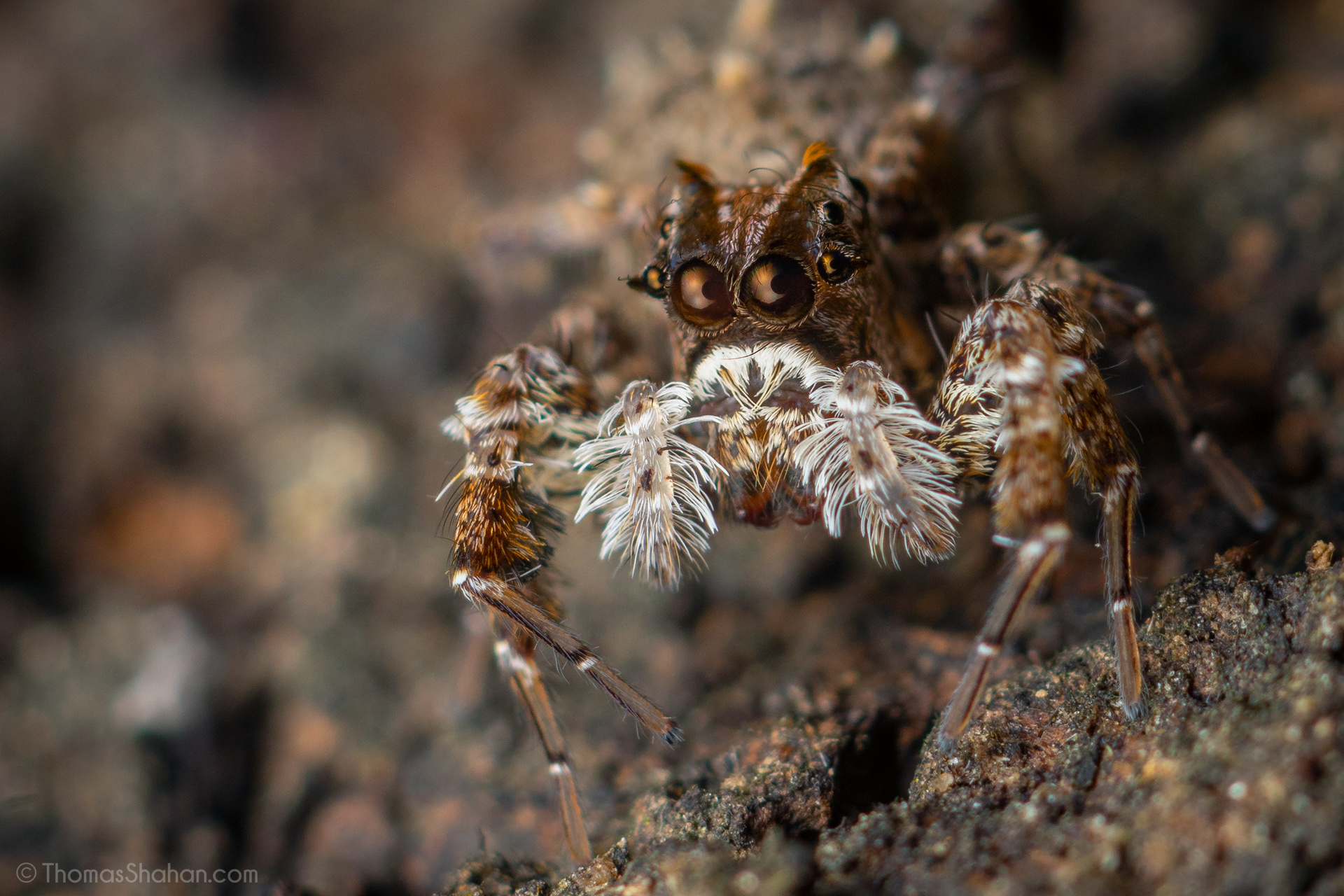 Spiders think with their webs, challenging our ideas of intelligence