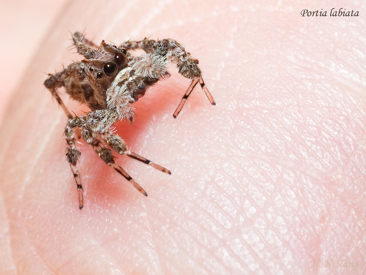 A portia labiata spider resting on a human finger